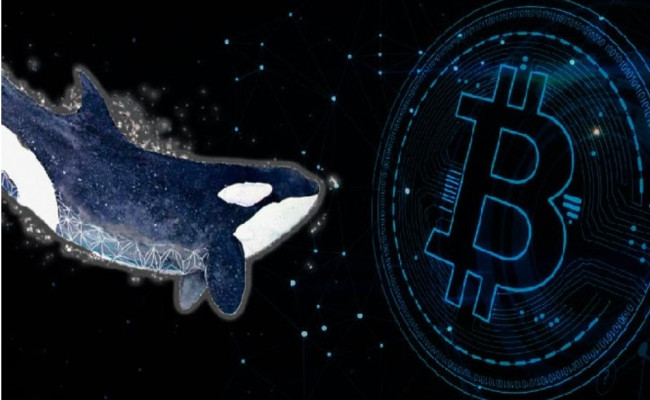 Крупные инвесторы в биткоин продолжают накапливать актив