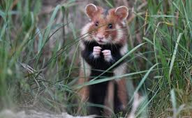 🤔 Почему листинг Hamster Kombat задерживается